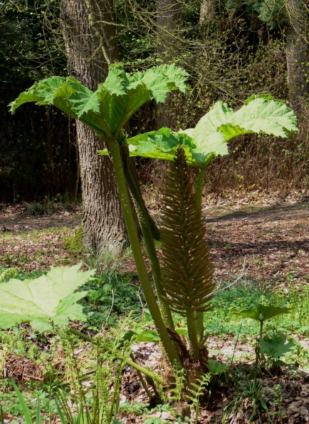 Bois des Moutiers (50) Mai 2012